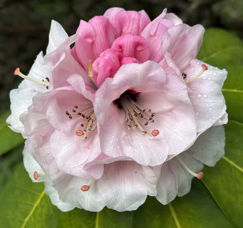 2026 Bloom Report — Meerkerk Gardens